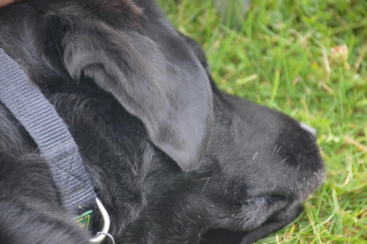 Labrador retriever Nico billede 16