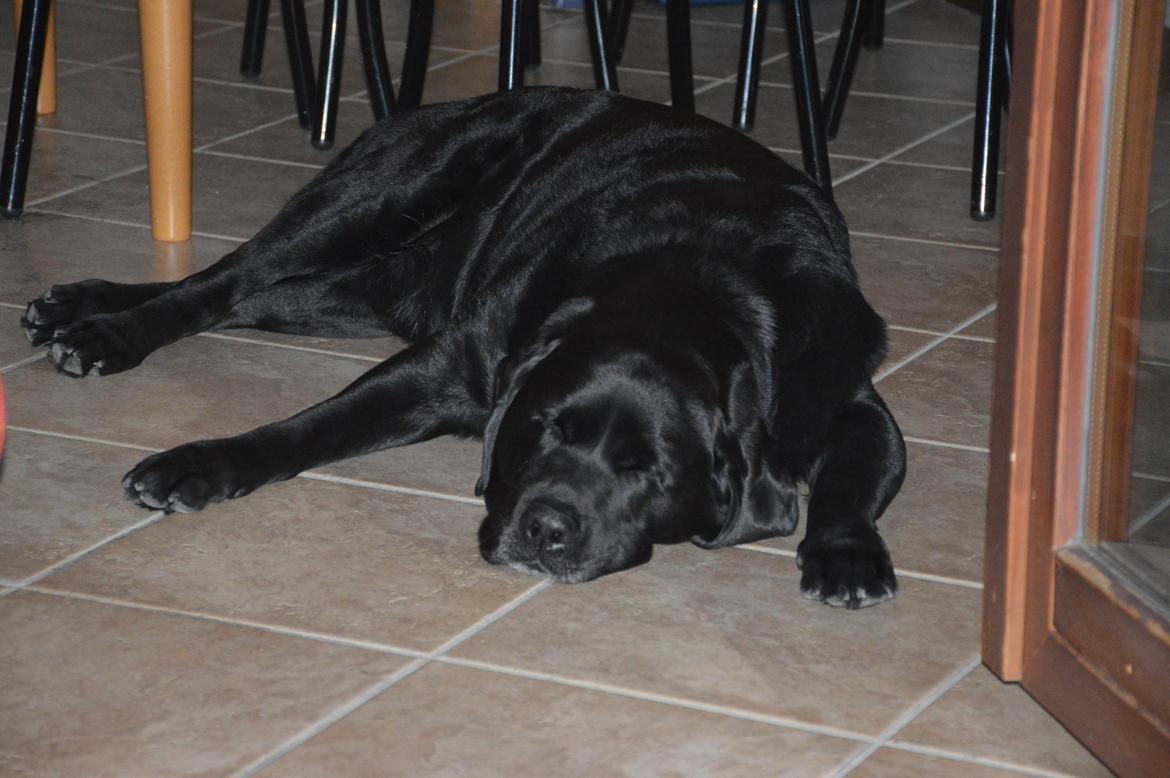 Labrador retriever Nico billede 18