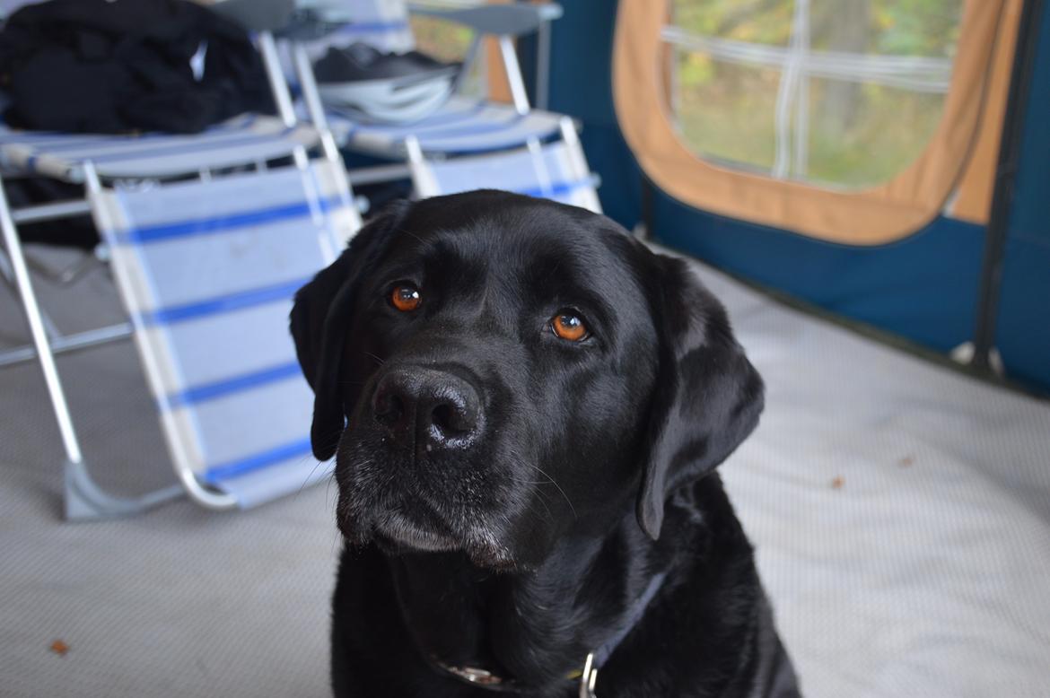 Labrador retriever Nico billede 19