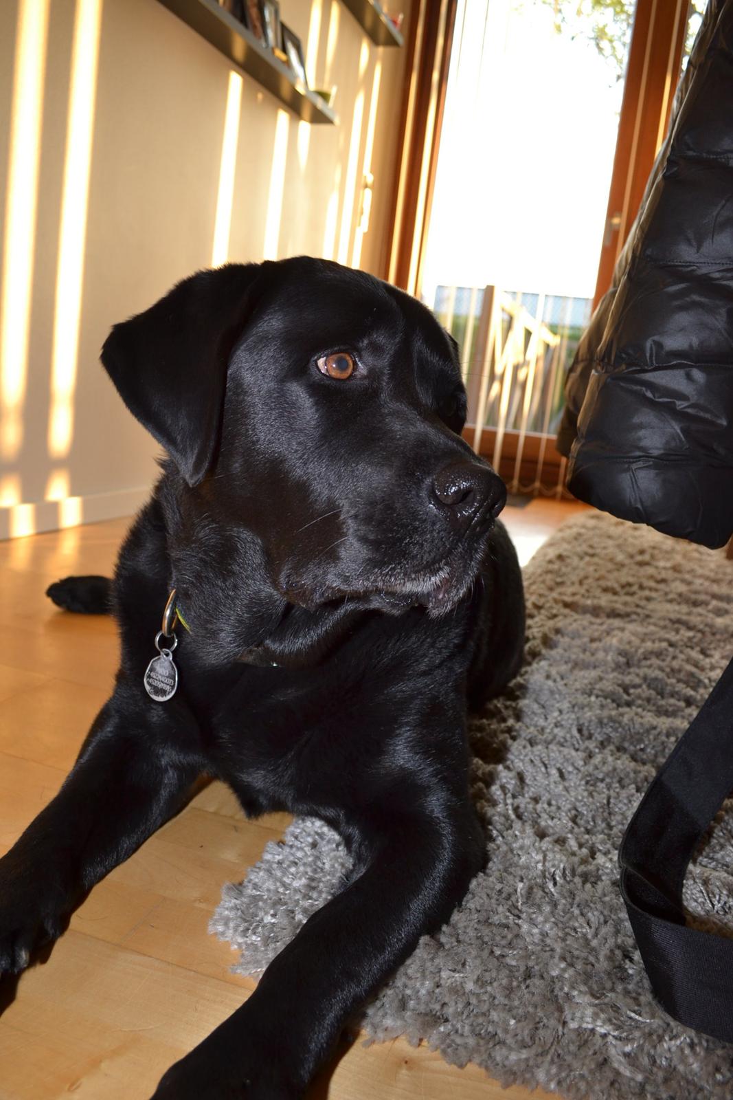 Labrador retriever Nico billede 20