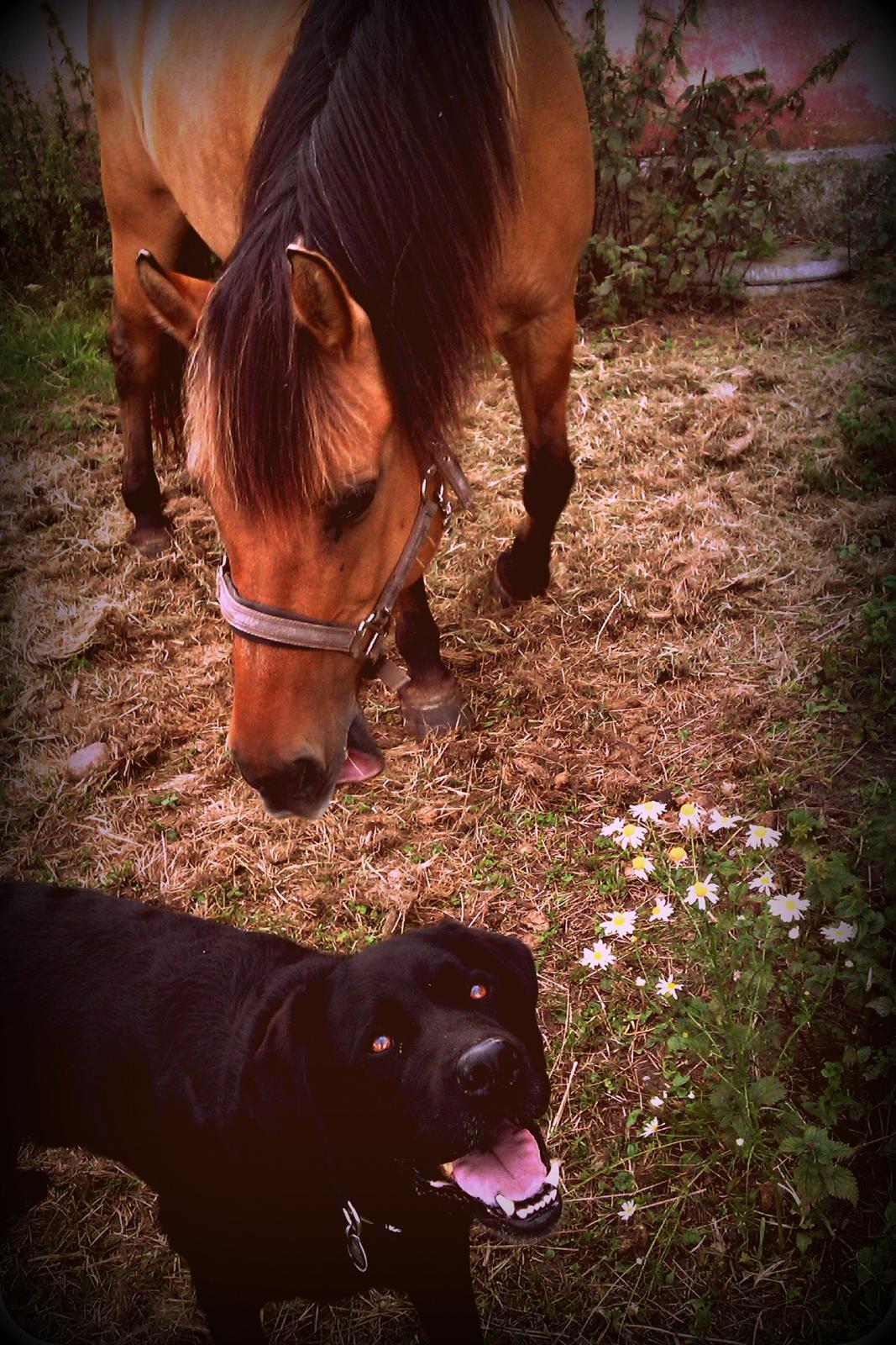 Labrador retriever Nico - Nico med hest :D billede 21