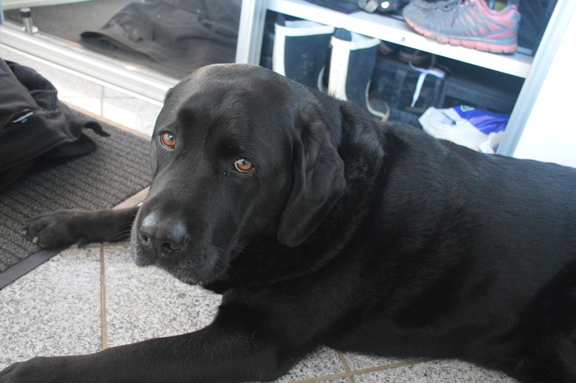 Labrador retriever Nico billede 22