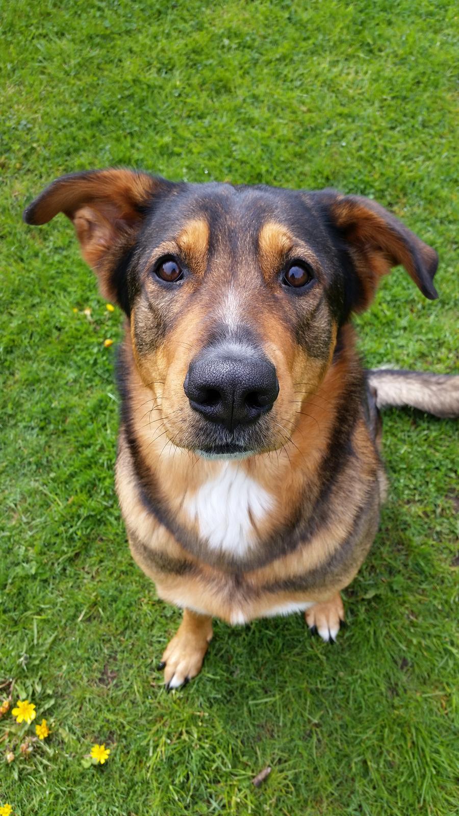 Blanding af racer kayla  billede 10