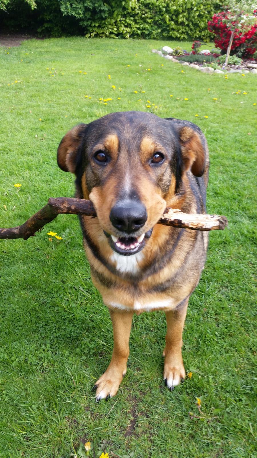 Blanding af racer kayla  billede 11