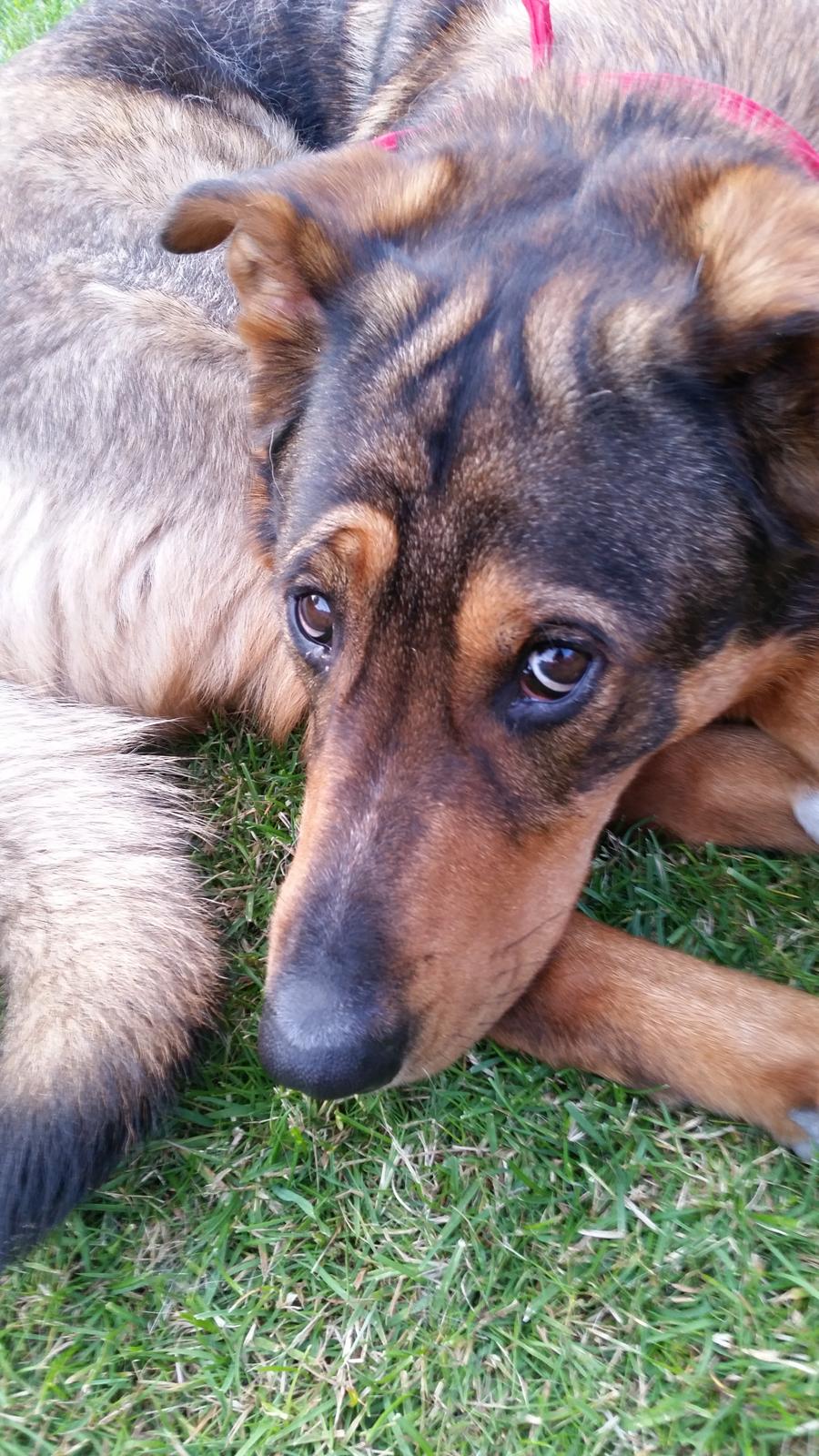 Blanding af racer kayla  billede 12