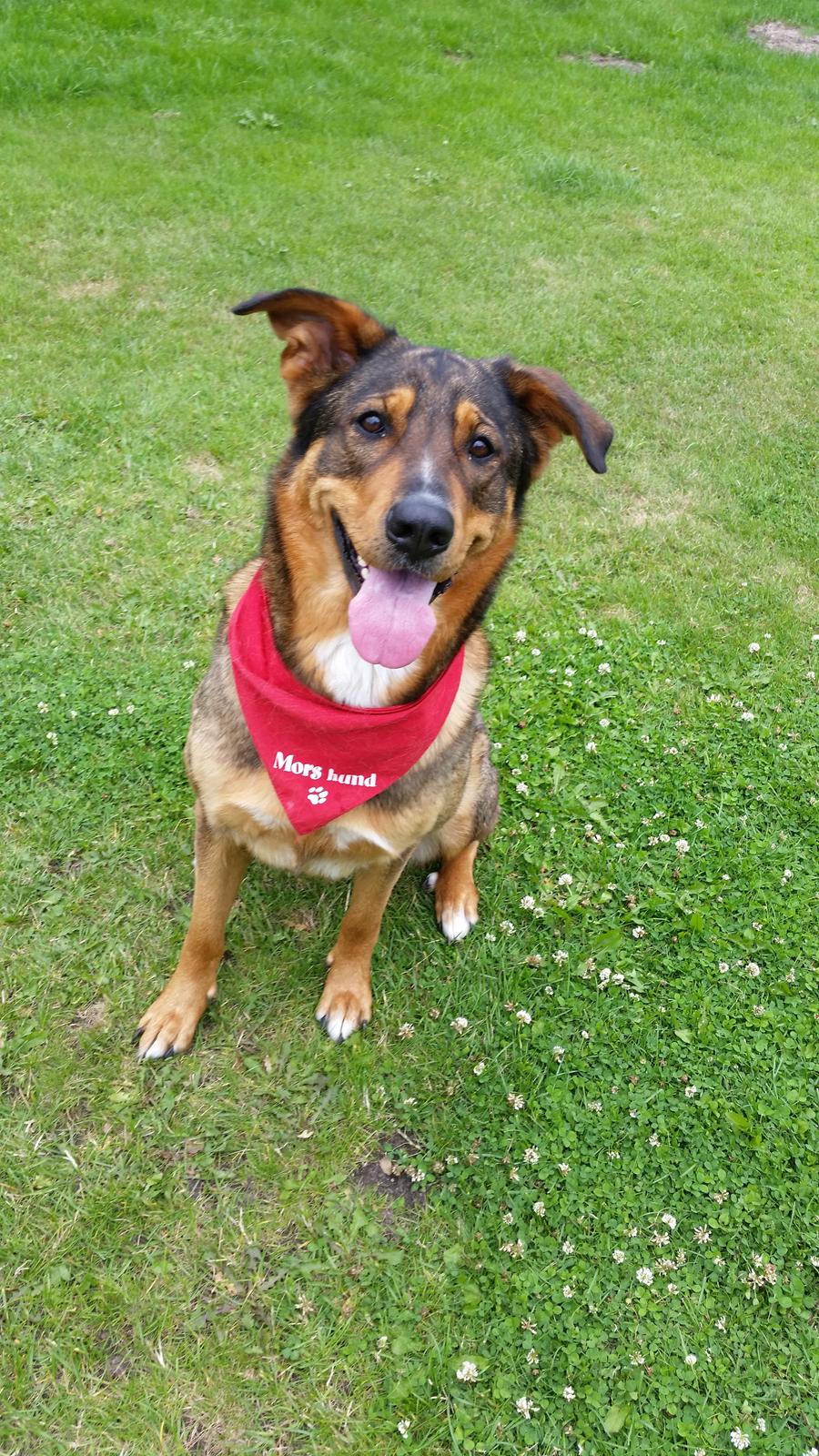 Blanding af racer kayla  billede 13