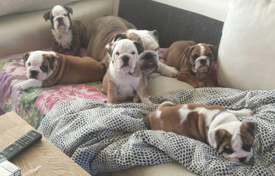 Engelsk bulldog Bertha    (mama bulldog) billede 3