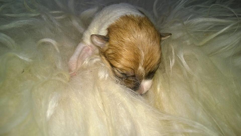 Ruhåret foxterrier Foxy - Foxy har fået hvalpe her er spot billede 17