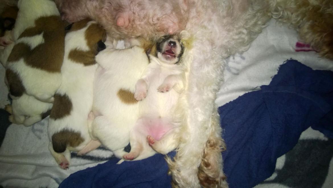 Ruhåret foxterrier Foxy - Årh dejlig afslappende (til salg) billede 19