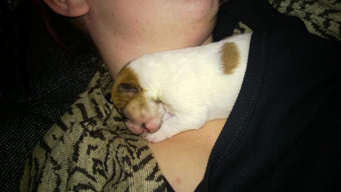 Ruhåret foxterrier Foxy - afslappende billede 21