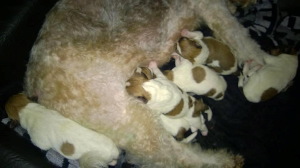 Ruhåret foxterrier Foxy - Vi er alle til salg :) billede 23