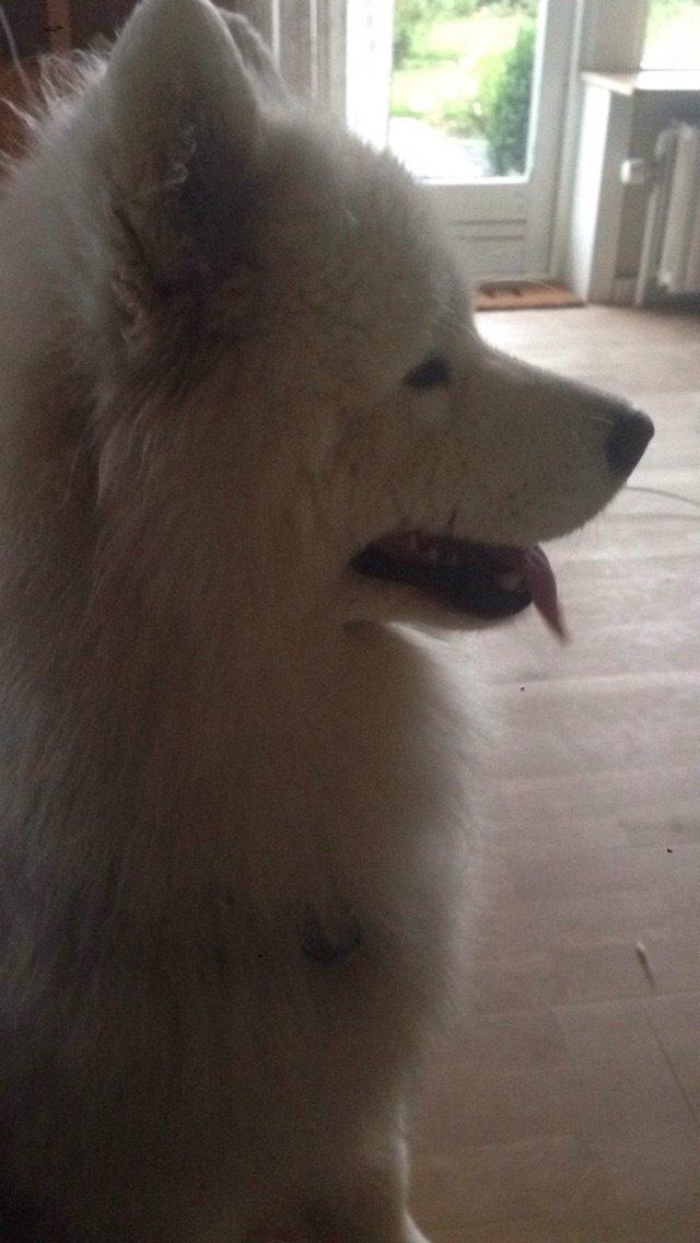 Samojedhund Cabaka's Sweet Talkin' Guy "King" billede 1