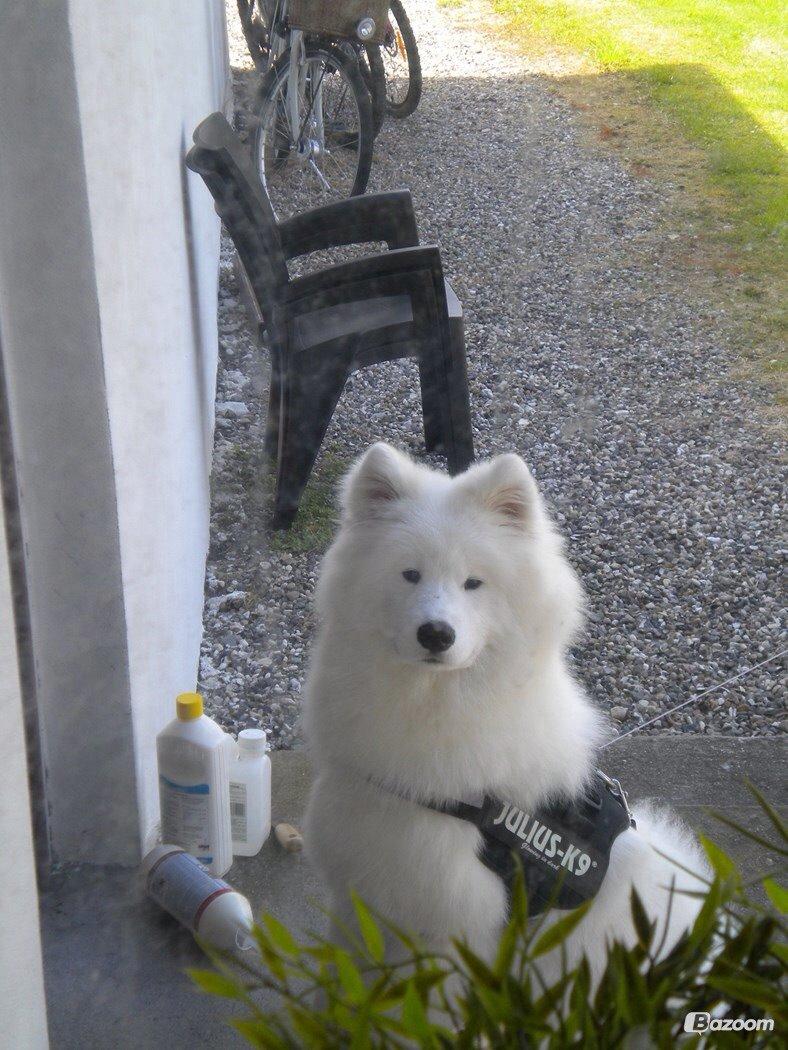 Samojedhund Cabaka's Sweet Talkin' Guy "King" billede 2