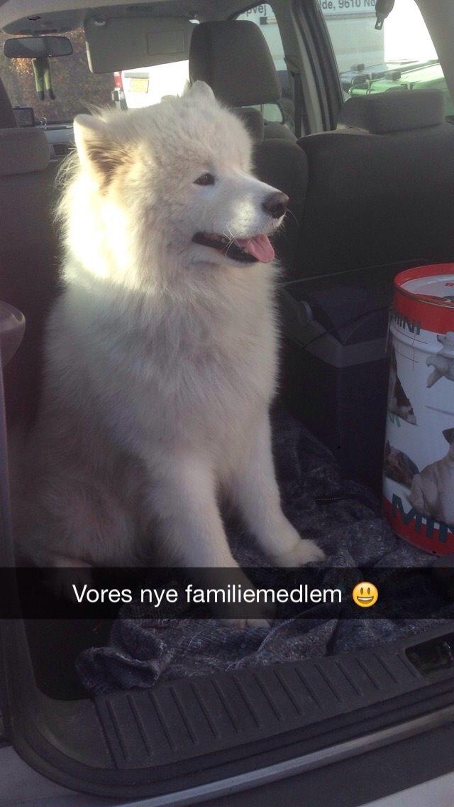 Samojedhund Cabaka's Sweet Talkin' Guy "King" billede 3