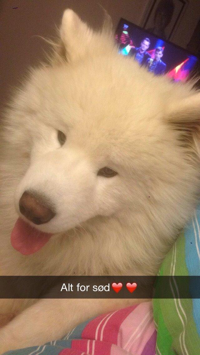 Samojedhund Cabaka's Sweet Talkin' Guy "King" billede 4