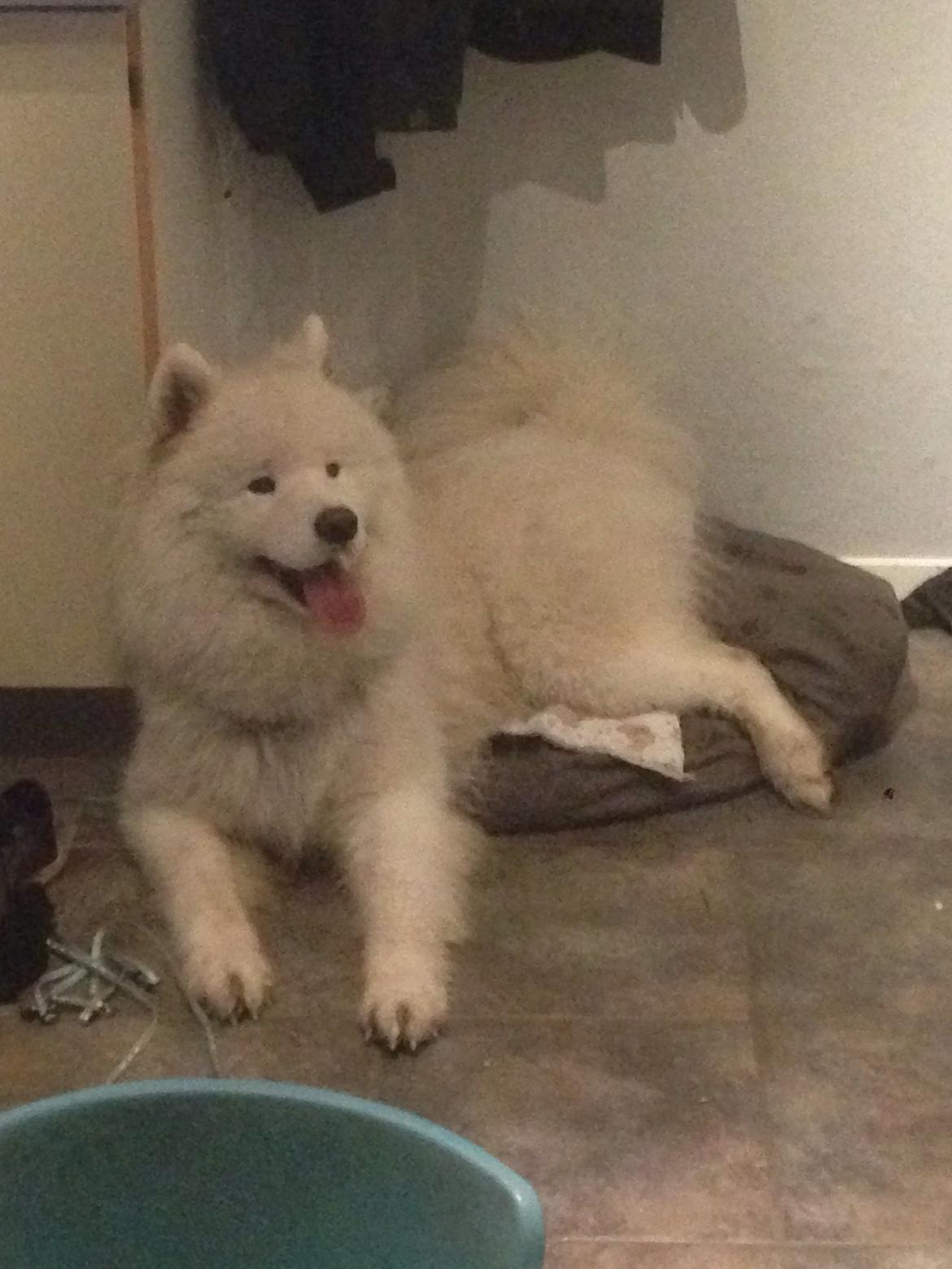 Samojedhund Cabaka's Sweet Talkin' Guy "King" billede 5