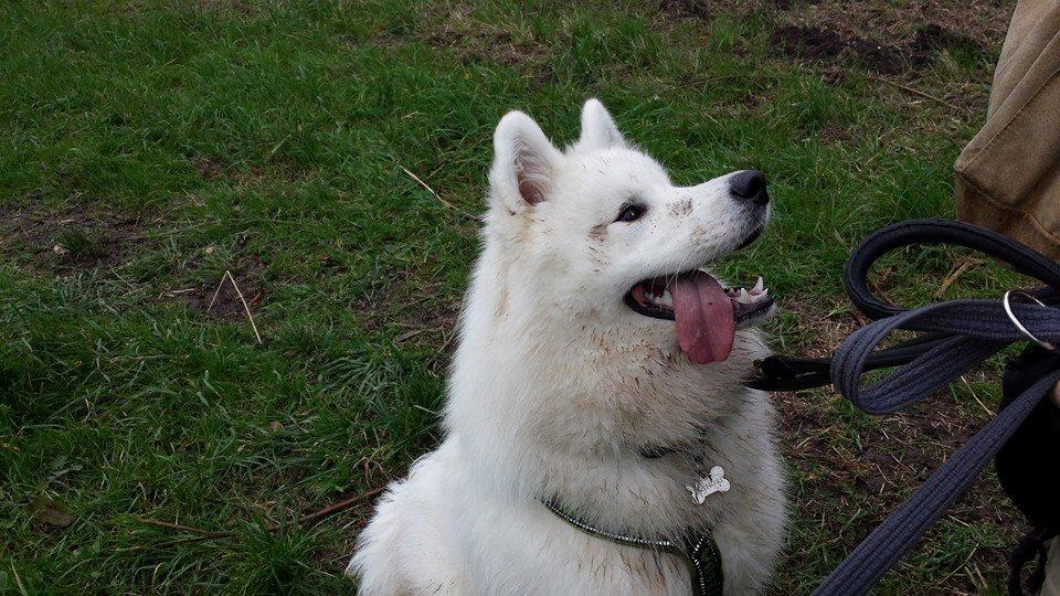 Samojedhund Mishu billede 20