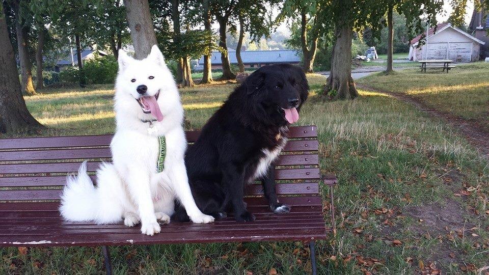 Samojedhund Mishu billede 22