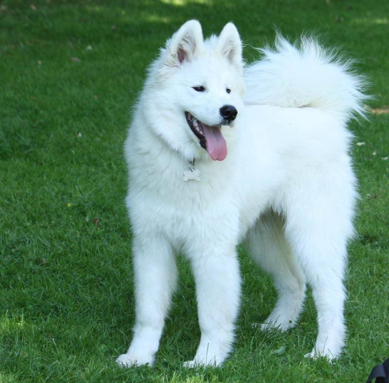 Samojedhund Mishu billede 23
