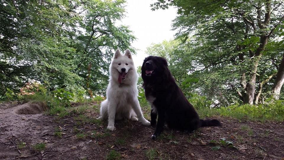 Samojedhund Mishu billede 24