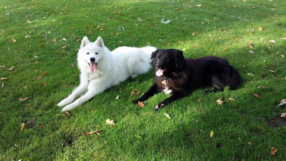 Samojedhund Mishu billede 21