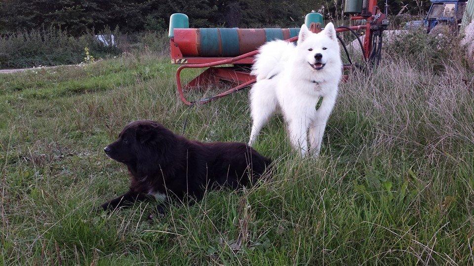 Samojedhund Mishu billede 26