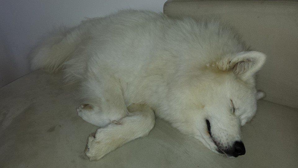 Samojedhund Mishu billede 27