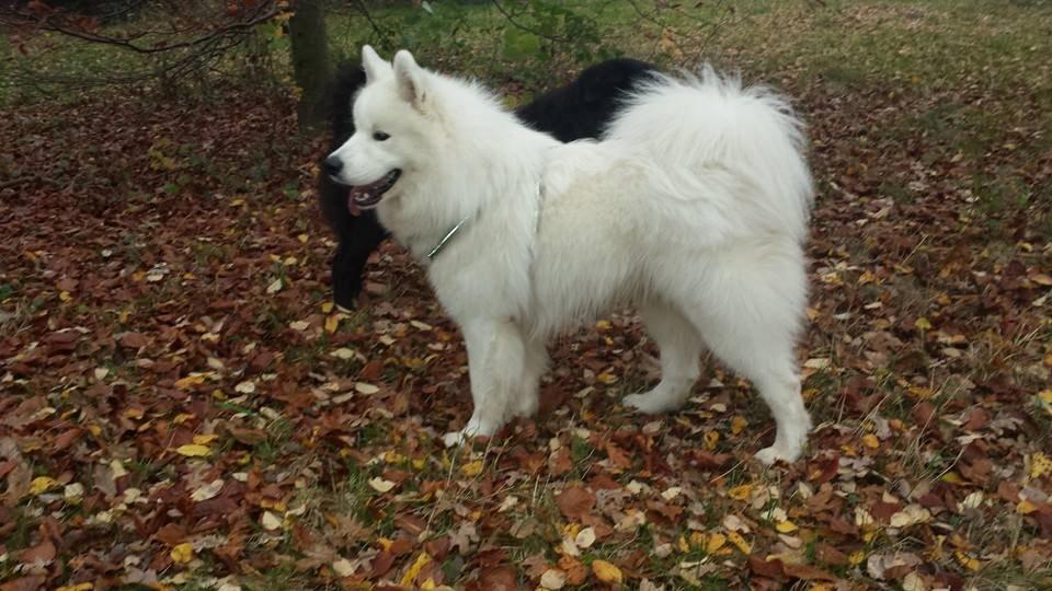 Samojedhund Mishu billede 28