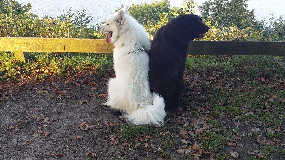 Samojedhund Mishu billede 25