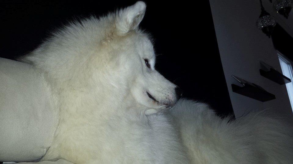 Samojedhund Mishu billede 29