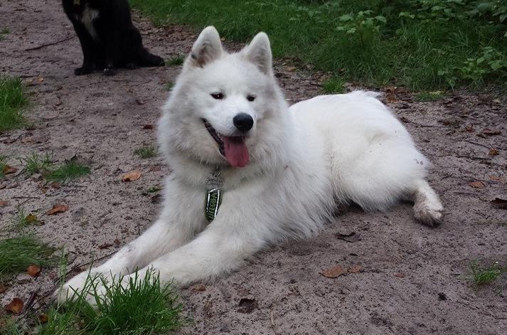 Samojedhund Mishu billede 2