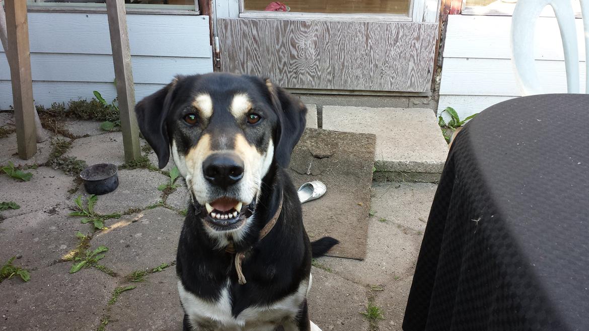 Blanding af racer Rocco billede 6