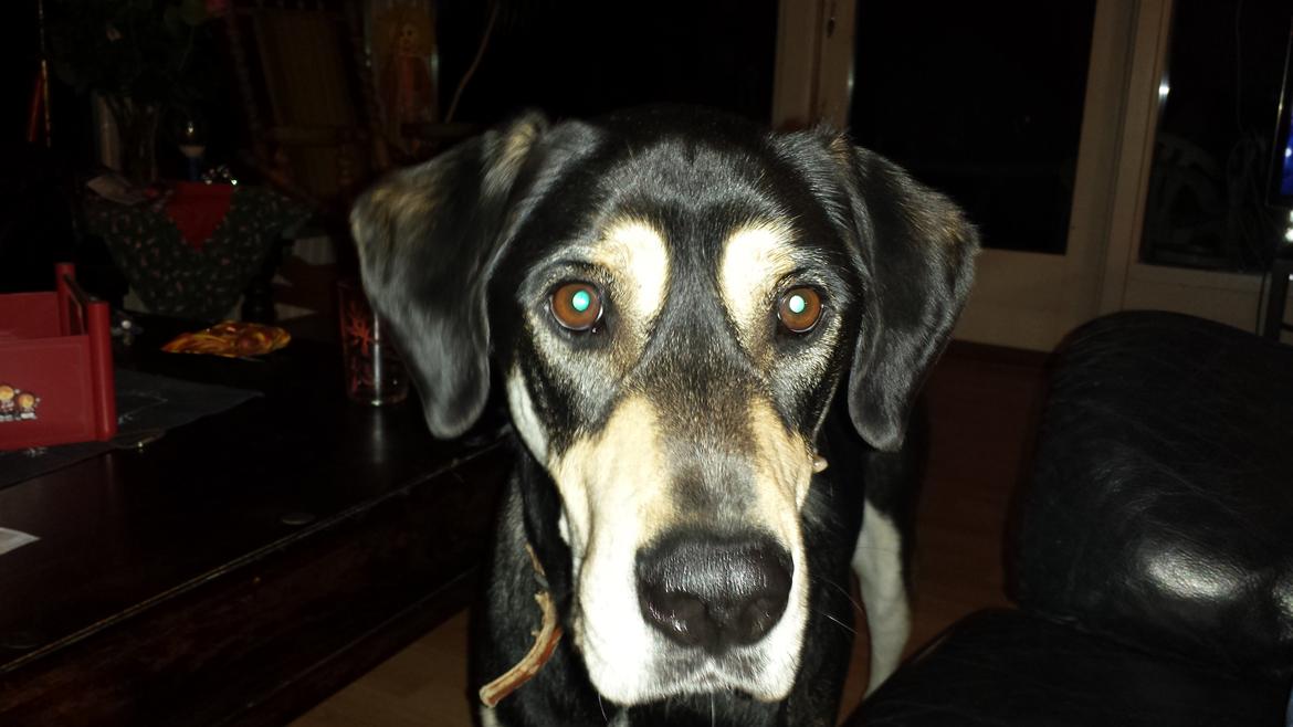 Blanding af racer Rocco billede 8