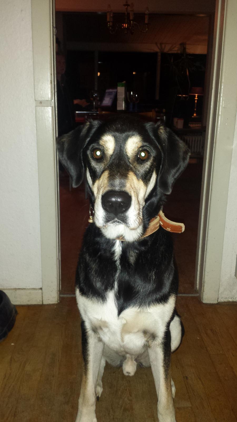 Blanding af racer Rocco billede 7