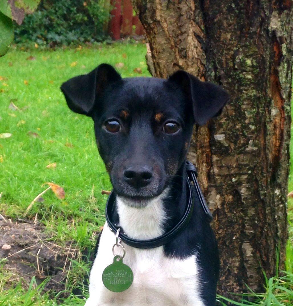 Blanding af racer La Chica - Smukke store pige 7 mdr billede 24