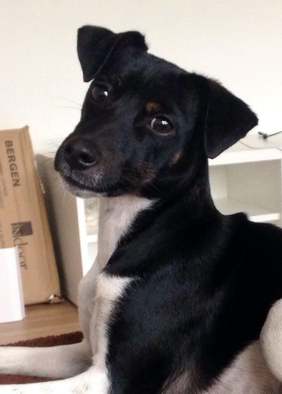 Blanding af racer La Chica - 7 mdr billede 25