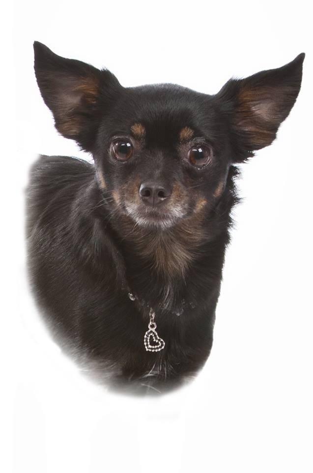 Chihuahua fie billede 4