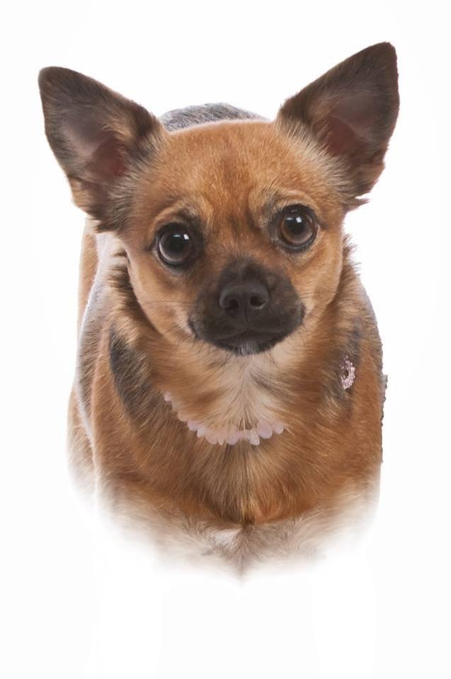 Chihuahua fie billede 5