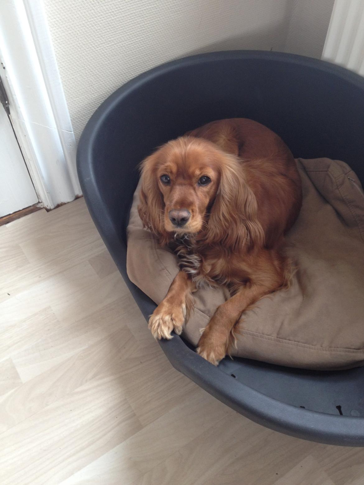 Blanding af racer Nala billede 5