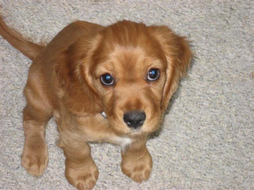 Blanding af racer Nala billede 16