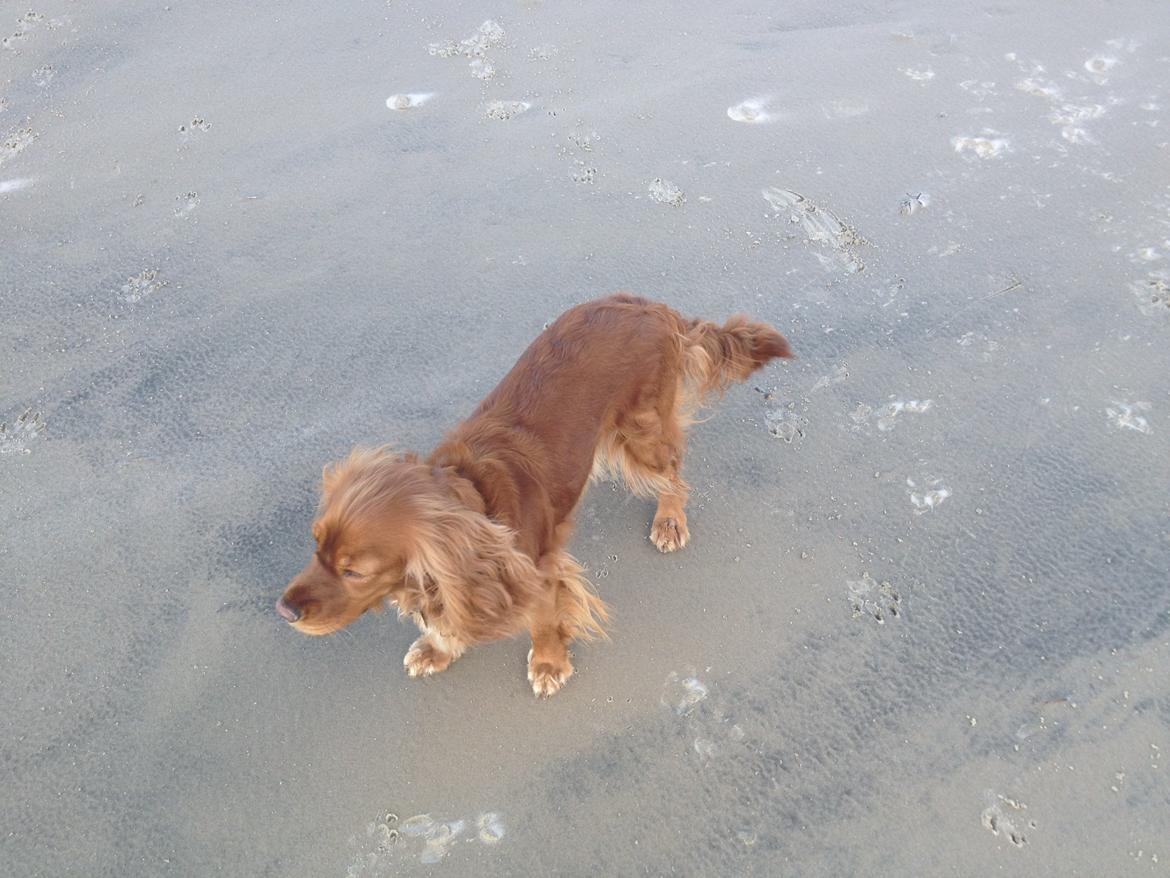 Blanding af racer Nala billede 2