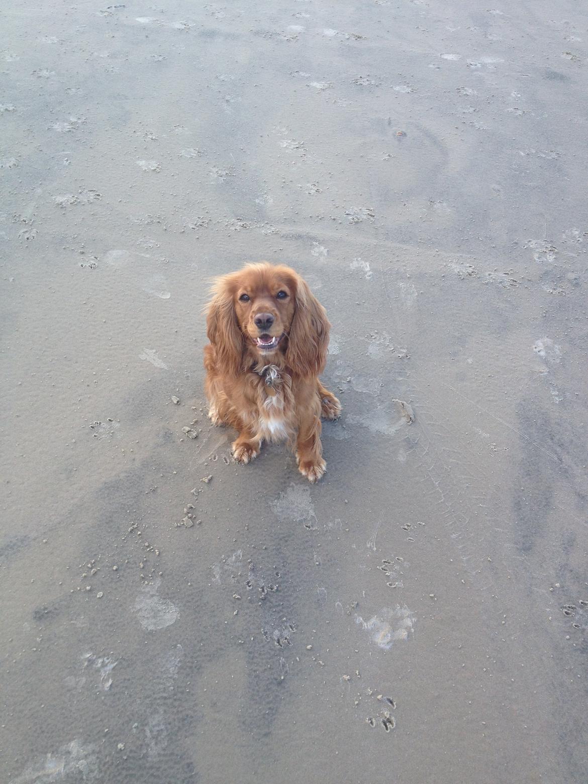 Blanding af racer Nala billede 3