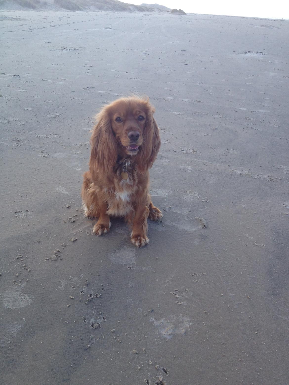 Blanding af racer Nala billede 17