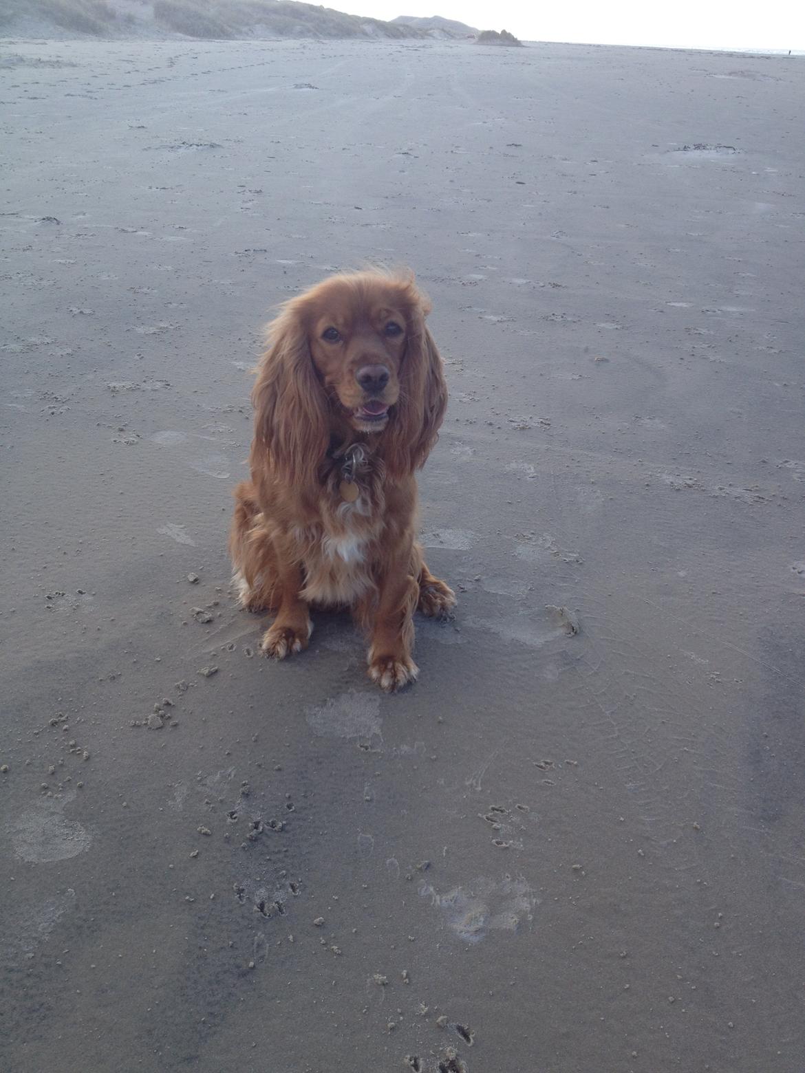 Blanding af racer Nala billede 18