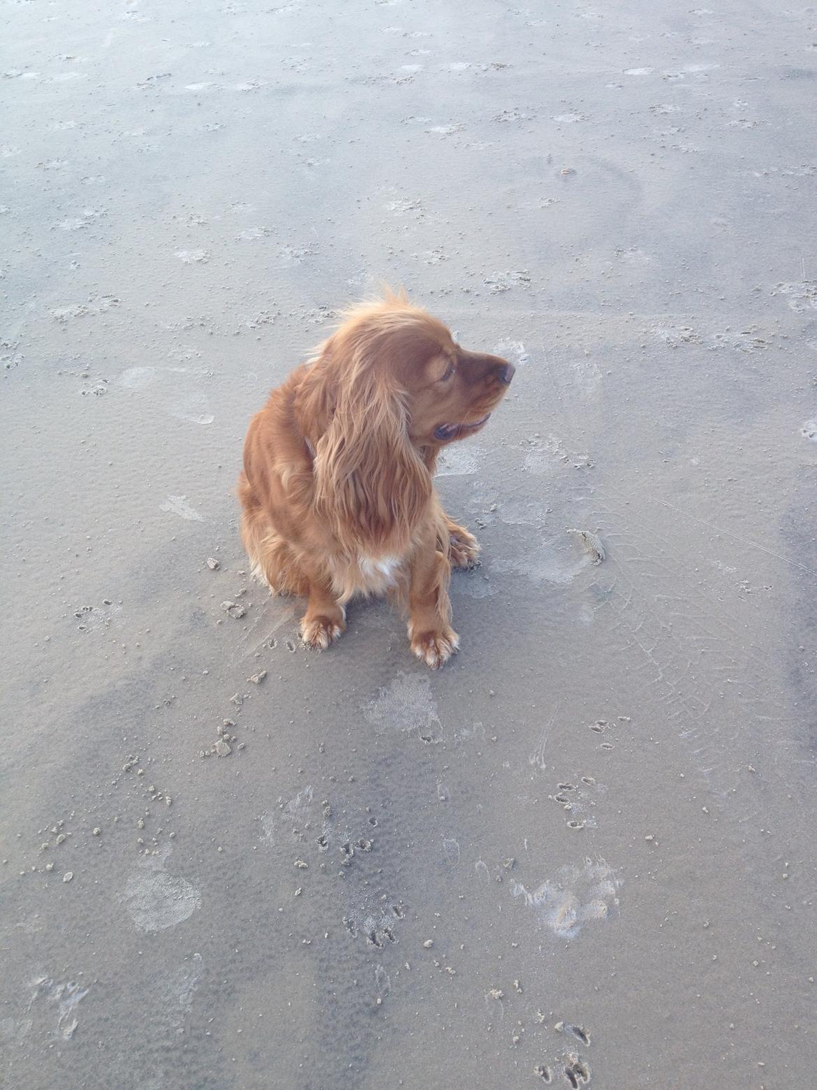 Blanding af racer Nala billede 4