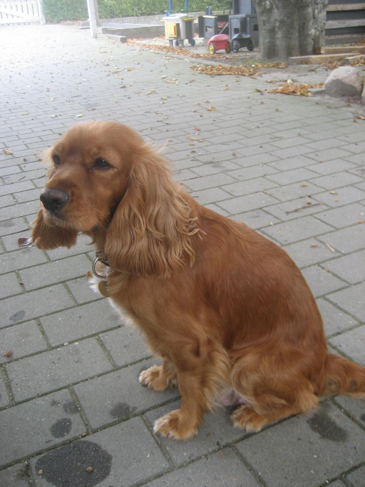 Blanding af racer Nala billede 19