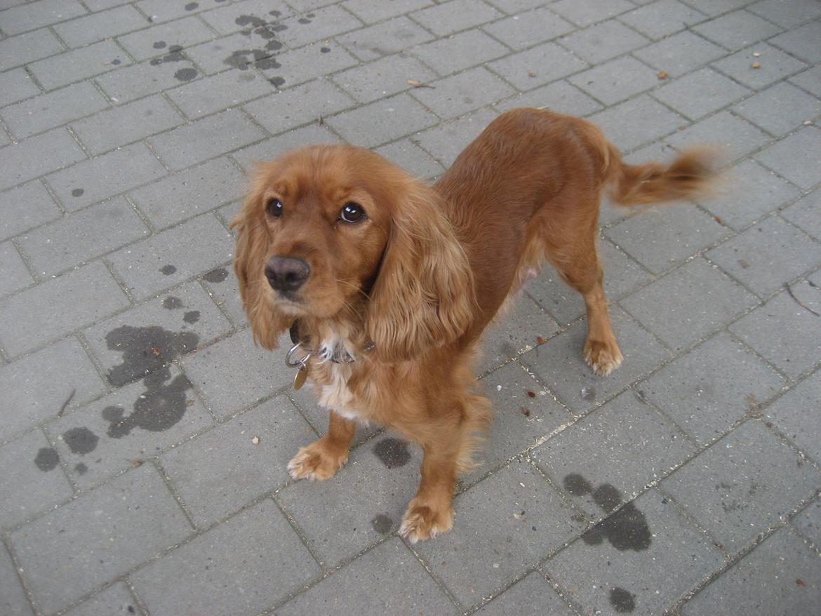 Blanding af racer Nala billede 21