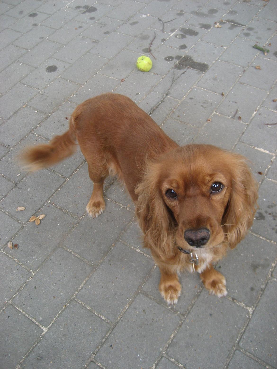 Blanding af racer Nala billede 22