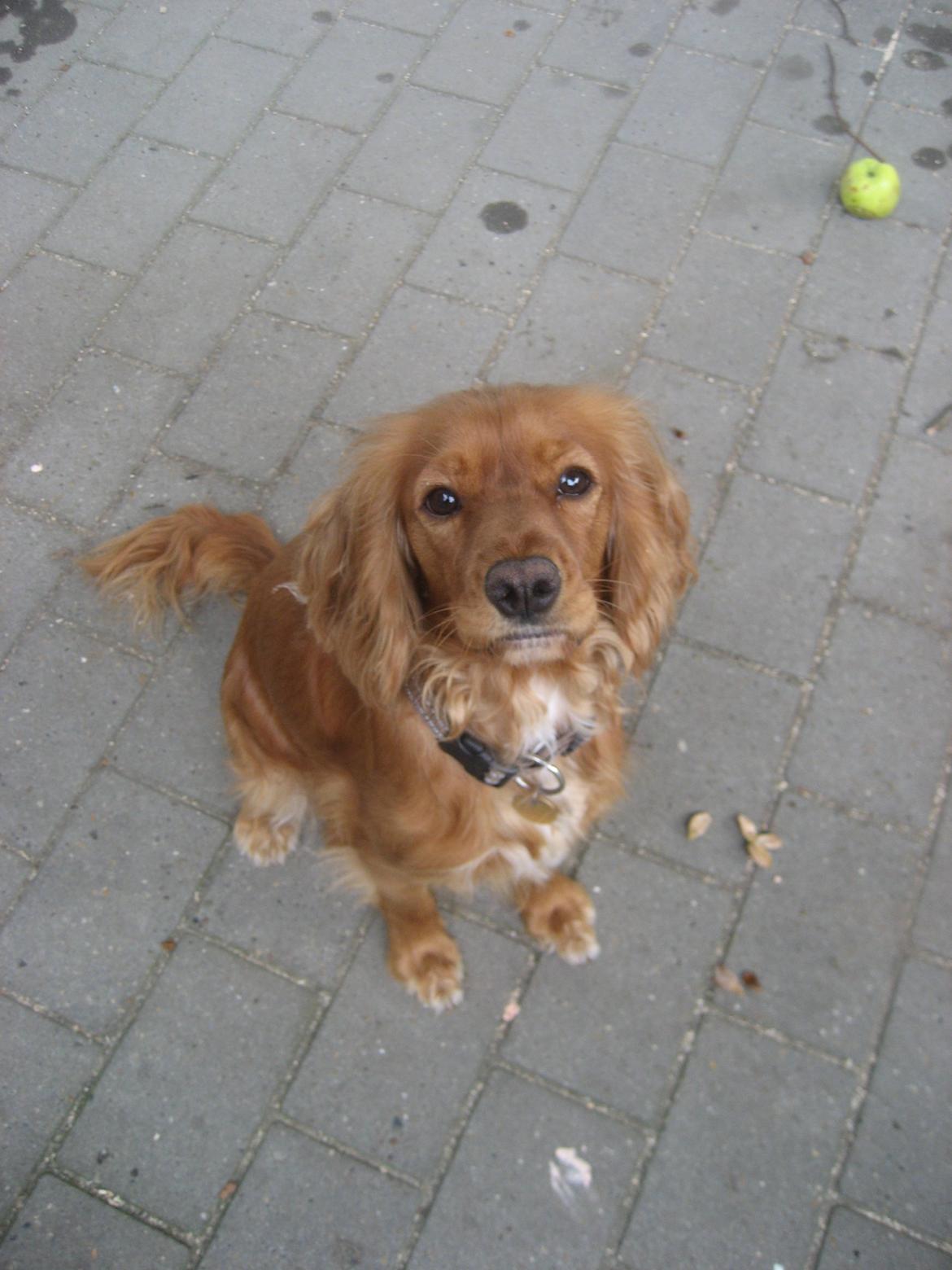 Blanding af racer Nala billede 1