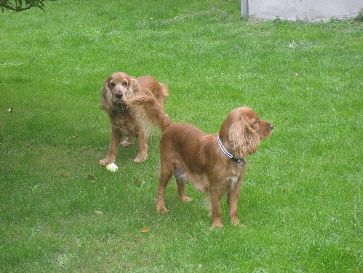 Blanding af racer Nala billede 23